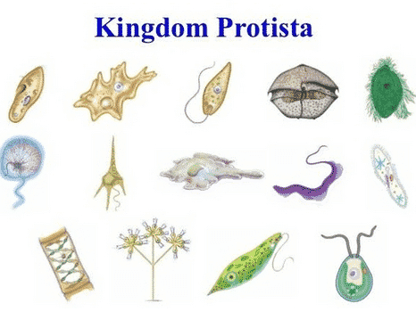Kingdom Protista s 5 า 
Cilia Contractile vacuoles Gullet Food particles Food vacuoles Oral groove 