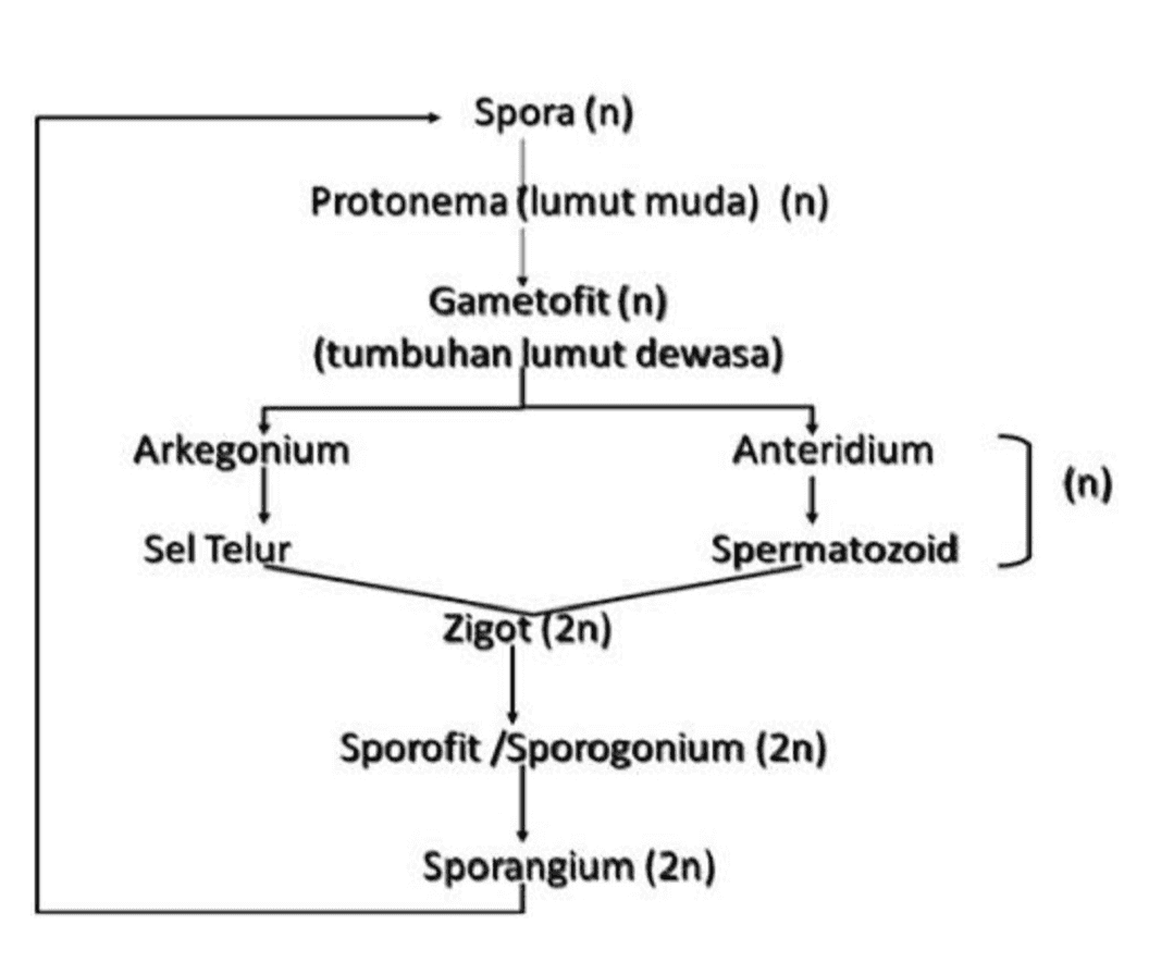 Spora (n) Protonema (lumut muda) (n) Gametofit (n) (tumbuhan lumut dewasa) Arkegonium Anteridium 1 Spermatozoid (n) Sel Telur Zigot (2n) Sporofit/Sporogonium (2n) Sporangium (2n) 