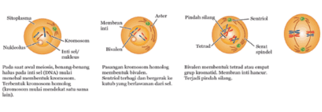 Aster Sitoplasma Pindah silang Sentrial Membran inti Tetrad spindel Kromosom Nukleolus nukleus Pada saat awal ini benang-bening halus pada inti sel (DNA) mulai menebal membentuk kremom Terbentuk kromosomhoog kromosom mulai mendekat satu sama lain) Pasangan kromosom homolog membentuk bivalen, Sentriol terbagi dan bergerak ke kutub yang berlawanan dari se Bivalen membentuk tetrad atau empat grup kromatid Membran inte hancur. Terjadi pindah silang 