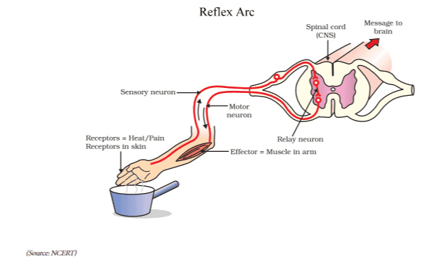 Reflex Arc Spinal cord (CNS) Message to brain Sensory neuron- - Motor neuron Receptors = Heat/Pain Receptors in skin Relay neuron -Effector = Muscle in arm (Source: NCERT) 