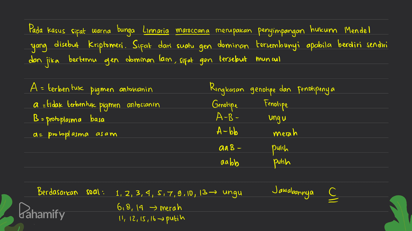 Pada kasus sifat warna bunga Linnaria maroccana merupakan penyimpangan hukum Mendel yang disebut Kriptomeri. Sifat dari suatu gen dominan tersembunyi apabila berdiri sendiri jika bertemu gen dominan lam, tersebut sifat gen dan muncul A = terben huk pigmen antosianin a=tidak terbentuk B = protoplasma basa a= protoplasma pigmen antosianin Ringkasan genotipe dan fenotipeny a Genolipe Fenotipe A-B- ungu A-bb merah aaB- pulih aabb putih asam Berdasarkan soal : ungu Jawabannya Pahamify 1, 2, 3, 4, 5, 7,9,10,13 → 6,8,19 merah 11, 12, 15, 16 putih и 