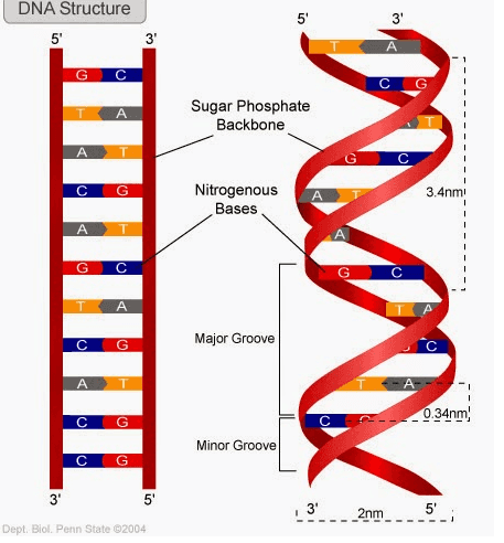 DNA Structure 5 5 3' 3' G с 0 < Sugar Phosphate Backbone А C C G Nitrogenous Bases 3.4nmi ! ! A ! ! DODOX G C G A Major Groove C A A 0.34nm с Minor Groove 5 3' 5 3' 2nm 5' Dept. Biol. Penn State 2004 