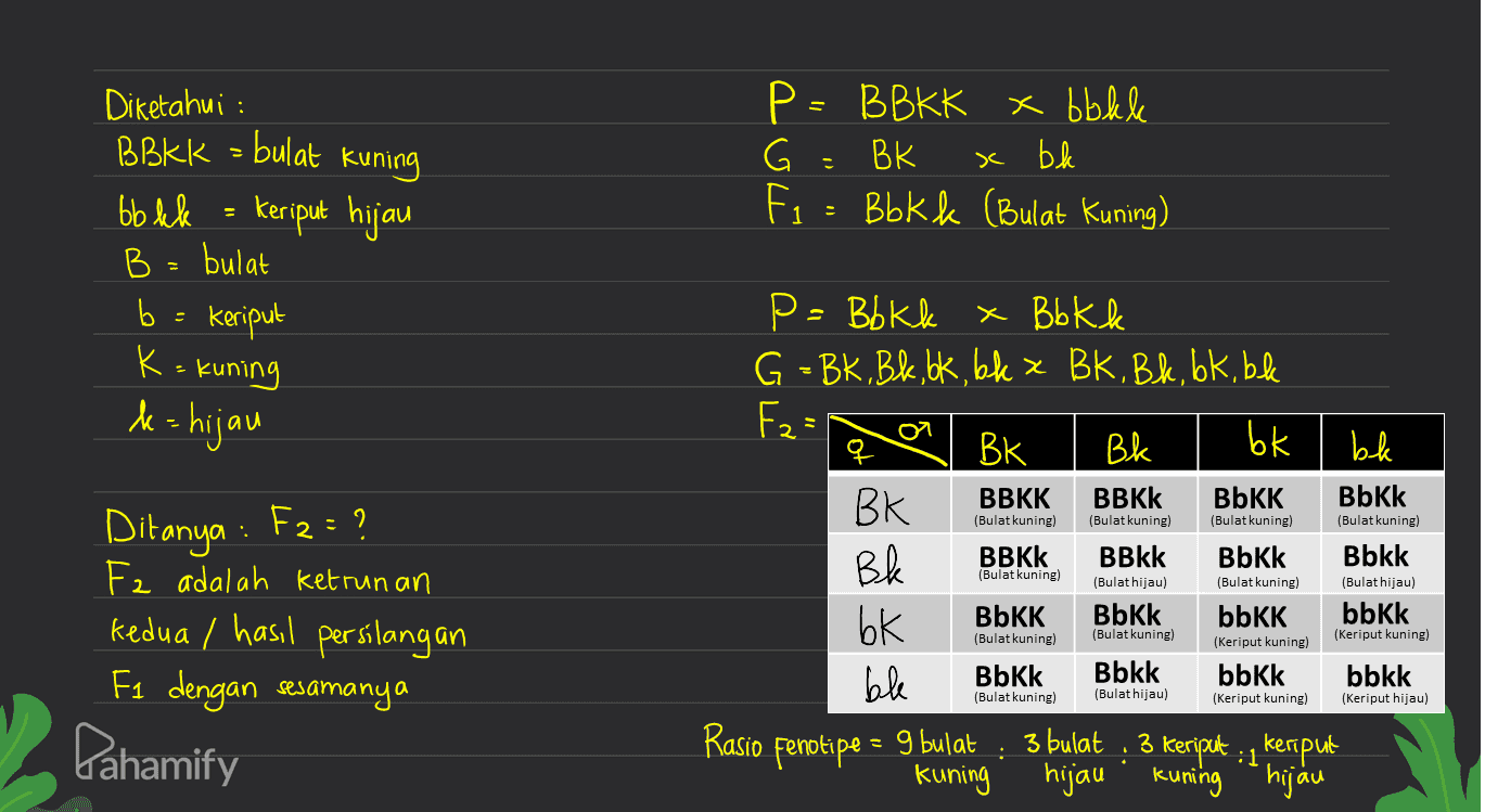 Diketahui : BBkk = bulat kuning oblek = keriput hijau B = bulat b Keriput P = B BKK x bolle G = BK Fi : Bbkk (Bulat Kuning) x bk K = kuning k=hijau o (Bulat kuning) (Bulat kuning) (Bulat kuning) (Bulat kuning) Ditanya : F2= ? . P=Bbkk x Bbkk G - Bk. Bk, ok. bkx Bk. Bk. bk, ble Fz= q Вk Bk bk ble BK BBKK BBKK BbKK Bbkk Bl BBKK BBkk Bbkk Bbkk bk BbKK Bbkk bbКК bbkk ble Bbkk Bbkk bbkk bbkk Rasio Fenotipe = 9 bulat : 3 bulat • Keriput: 1 keriput kuning hijau . kuning hijau (Bulat kuning) (Bulat hijau) (Bulat kuning) (Bulat hijau) (Bulat kuning) (Bulat kuning) (Keriput kuning) (Keriput kuning) Fa adalah ketrunan kedua / hasil persilangan Fa dengan sesamanya Pahamify (Bulat kuning) (Bulat hijau) (Keriput kuning) (Keriput hijau) 3 