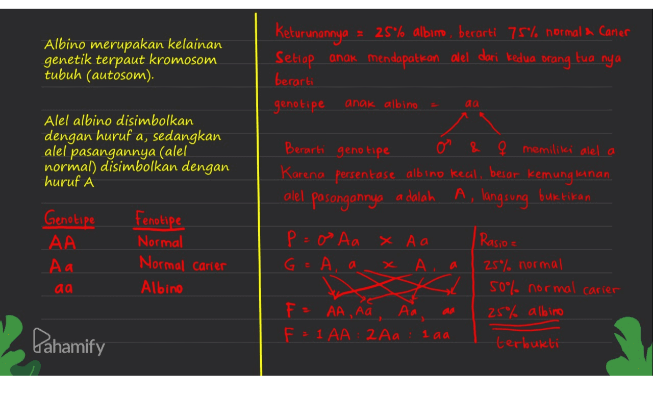 Albino merupakan kelainan genetik terpaut kromosom tubuh (autosom). Keturunannya 25% albino, berarti 75% normal a Carier Setiap anak mendapatkan alel dari kedua orang tua nya berarti genotipe anak albino aa Alel albino disimbolkan dengan huruf a, sedangkan alel pasangannya (alel normal) disimbolkan dengan huruf Berarti genotipe o & Ę memiliki alel a Karena persentase albino kecil, besar kemunglainan alel pasangannya adalah A, langsung buktikan Genotipe АА - Aa x Aa Fenotipe Normal Normal carier Albino Pos Aa G=A, a I Rasio 25% normal 50% normal carier 25% albino aa aa F- AA , Aa Aa F = 1 AA:2 Aa : 1 aa Pahamify terbukti 