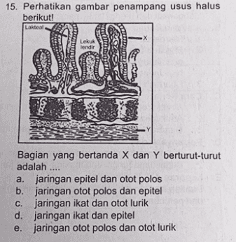 15. Perhatikan gambar penampang usus halus berikut! Lakteal -X Lekuk lendir Bagian yang bertanda X dan Y berturut-turut adalah .... a. jaringan epitel dan otot polos b. jaringan otot polos dan epitel c. jaringan ikat dan otot lurik d. jaringan ikat dan epitel e. jaringan otot polos dan otot lurik 