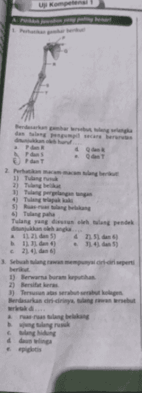 Uji Kompetensi A forwarding Berdasarkan gambarang wala dan tulang pengumpil secara berres dan huru.. P dan Q dan P dan dan T P dan T 2. Perhatikan amalang 1) Tulang rusuk 2) Tulang belikat 3) Tulang pergelangan tangan 4) Tulang lapak kaki 5) Rua-rulang belakang 6) Tulang paha Tulang yang disusun oleh tulang pendek ditunjukkan oleh anda. 11. 21. dan 5) 4 2151 dan 6) b 11.3. dan) 31.4). dan 5) c214. dan 6) 3. Sebuah tulang rawan mempunyai ciri-ciri seperti berikut 1) Berwarna buram keputihan 2) Bersifat keras 3) Tersusun atas serabut serabut kolagen Berdasarkan ciri-cirinya ang rawan rebut di.. ruas ruas tulang belakang bujung tulang rusuk cang hidung dduwing epiplotis 