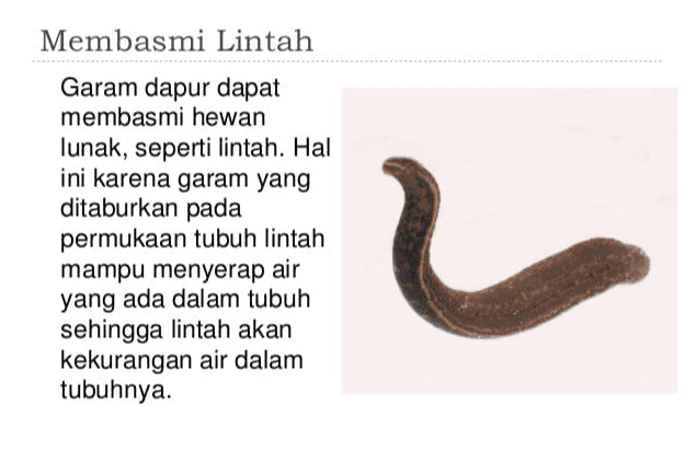 Membasmi Lintah Garam dapur dapat membasmi hewan lunak, seperti lintah. Hal ini karena garam yang ditaburkan pada permukaan tubuh lintah mampu menyerap air yang ada dalam tubuh sehingga lintah akan kekurangan air dalam tubuhnya. 