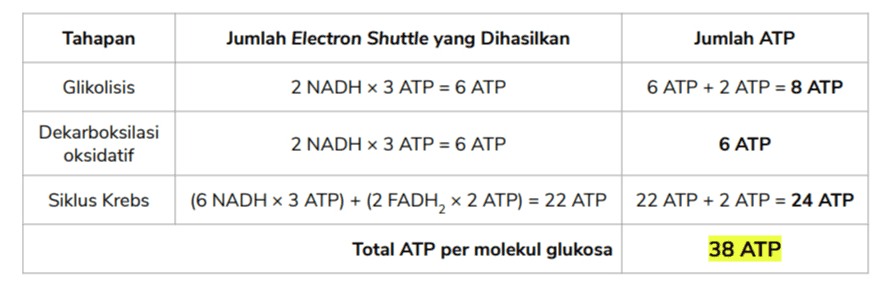 Tahapan Jumlah Electron Shuttle yang Dihasilkan Jumlah ATP Glikolisis 2 NADH ~ 3 ATP = 6 ATP 6 ATP + 2 ATP = 8 ATP Dekarboksilasi oksidatif 2 NADH ~ 3 ATP = 6 ATP 6 ATP Siklus Krebs (6 NADH ~ 3 ATP) + (2 FADH, * 2 ATP) = 22 ATP 22 ATP + 2 ATP = 24 ATP Total ATP per molekul glukosa 38 ATP 
