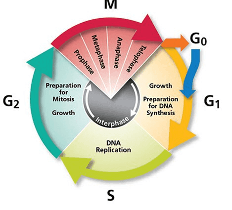M Go Prophase Metaphase Anaphase Telophase G2 Preparation for Mitosis Growth Growth Preparation for DNA Synthesis G1 Interphase DNA Replication S 