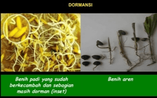 DORMANSI Benih aren Benih padi yang sudah berkecambah dan sebagian masih dorman (inset) 