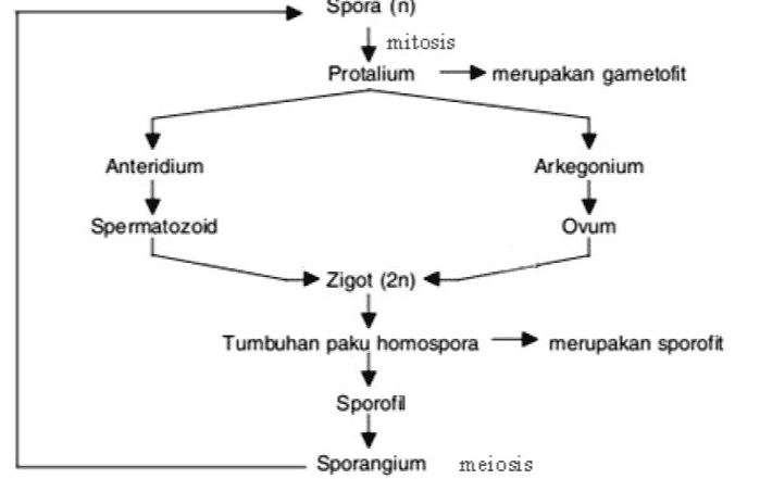Spora (n) mitosis Protalium merupakan gametofit Anteridium Arkegonium Spermatozoid Ovum Zigot (2n) Tumbuhan paku homospora merupakan sporofit Sporofil Sporangium meiosis 