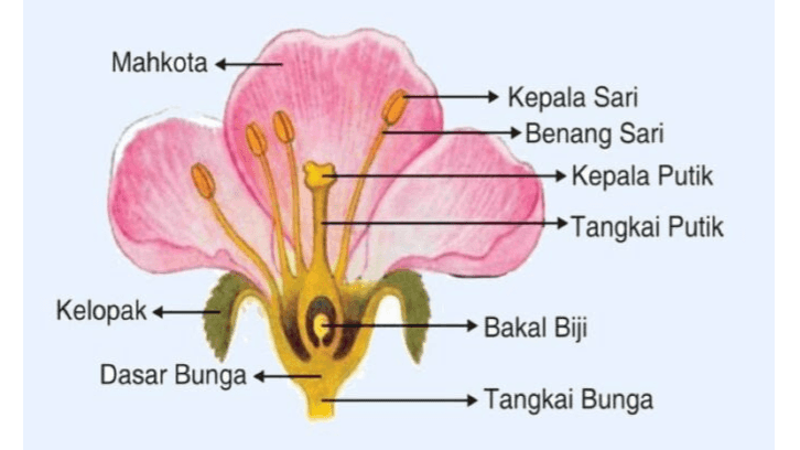 Mahkota + Kepala Sari Benang Sari Kepala Putik →Tangkai Putik Kelopak A Bakal Biji Dasar Bunga Tangkai Bunga 