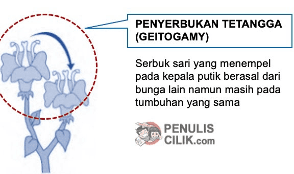 PENYERBUKAN SENDIRI (AUTOGAMY) Serbuk sari yang menempel pada bagian putik berasal dari bunga itu sendiri. PENULIS CILIK.com 
PENYERBUKAN TETANGGA (GEITOGAMY) Serbuk sari yang menempel pada kepala putik berasal dari bunga lain namun masih pada tumbuhan yang sama PENULIS CILIK.com 
PENYERBUKAN SILANG (ALLOGAMYI XENOGAMY) Serbuk sari yang menempel pada kepala putik berasal dari bunga tumbuhan lain namun masih tergolong jenis yang sama. PENULIS CILIK.com 
PENYERBUKAN BASTAR (HYBRIDOGAMY) Serbuk sari yang menempel pada kepala putik berasal dari bunga pada tumbuhan lain yang berbeda jenis atau setidaknya memiliki satu sifat beda. PENULIS CILIK.com 
