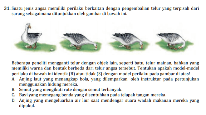 31. Suatu jenis angsa memiliki perilaku berkaitan dengan pengembalian telur yang terpisah dari sarang sebagaimana ditunjukkan oleh gambar di bawah ini. Beberapa peneliti mengganti telur dengan objek lain, seperti batu, telur mainan, bahkan yang memiliki warna dan bentuk berbeda dari telur angsa tersebut. Tentukan apakah model-model perilaku di bawah ini identik (B) atau tidak (S) dengan model perilaku pada gambar di atas! A. Anjing laut yang menangkap bola, yang dilemparkan, oleh instruktur pada pertunjukan menggunakan hidung mereka. B. Semut yang mengikuti rute dengan semut terbanyak. C. Bayi yang memegang benda yang disentuhkan pada telapak tangan mereka. D. Anjing yang mengeluarkan air liur saat mendengar suara wadah makanan mereka yang dipukul 