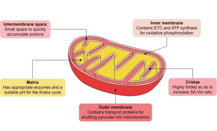 Intermembrane space Small space to quickly accumulate protons Inner membrane Contains ETC and ATP synthase for oxidative phosphorylation BON Matrix Has appropriate enzymes and a suitable pH for the Krebs cycle Cristae Highly folded so as to increase SA:Vol ratio Outer membrane Contains transport proteins for shuttling pyruvate into mitochondrion 
PLANT CELL Mitochondrion Nucleus Vacuole Endoplasmic reticulum Ribosome Mitochondrion Chloroplast Golgi apparatus Cell wall Plasma membrane Cytoplasm Centriole Lysosome rsscience.com ANIMAL CELL 