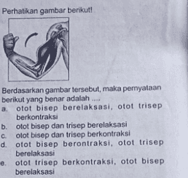 Perhatikan gambar berikut! Berdasarkan gambar tersebut, maka pernyataan berikut yang benar adalah .... a otot bisep berelaksasi, otot trisep berkontraksi b. otot bisep dan trisep berelaksasi otot bisep dan trisep berkontraksi d. otot bisep berontraksi, otot trisep berelaksasi e. otot trisep berkontraksi, otot bisep berelaksasi 