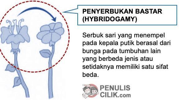 PENYERBUKAN SENDIRI (AUTOGAMY) Serbuk sari yang menempel pada bagian putik berasal dari bunga itu sendiri. PENULIS CILIK.com 
PENYERBUKAN TETANGGA (GEITOGAMY) Serbuk sari yang menempel pada kepala putik berasal dari bunga lain namun masih pada tumbuhan yang sama PENULIS CILIK.com 
PENYERBUKAN SILANG (ALLOGAMYI XENOGAMY) Serbuk sari yang menempel pada kepala putik berasal dari bunga tumbuhan lain namun masih tergolong jenis yang sama. PENULIS CILIK.com 
PENYERBUKAN BASTAR (HYBRIDOGAMY) Serbuk sari yang menempel pada kepala putik berasal dari bunga pada tumbuhan lain yang berbeda jenis atau setidaknya memiliki satu sifat beda. PENULIS CILIK.com 