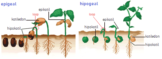 epigeal hipogeal epikotil loop Loop kotiledon epikotil hipokotil hipokotil -kotiledon -hipokotil 