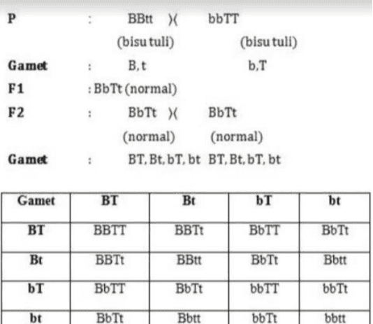 P Gamet F1 F2 BBtt X bbTT (bisu tuli) (bisu tuli) Bt b.T : BbTt (normal) BbTt X BbTt (normal) (normal) BT, Bt, bt, bt BT, Bt, bt, bt Gamet Gamet BT Bt bT bt BT BBTT BBTT BOTT BbTt Bt BBTE BBtt BbTt Bott bT ВЫТТ BbTt bbTT bbTt bt BbTt Bott bbTt bbtt 