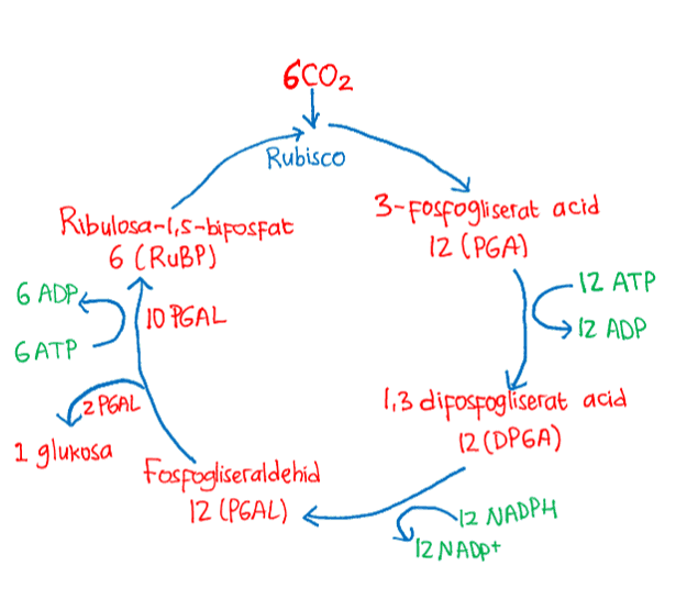 6CO2 Rubisco Ribulosanii5-bifosfat 6 (RuBP) 16 ADP 10 PGAL GATP 3-fosfogliserat acid 12 (PGA) 12 ATP 570 > 12 ADP (2 PGAL 1,3 difosfogliserat acid 12 (DP6A) 1 glukosa Fosfogliseraldehid 12 (PGAL) 2 NADPH "12 NADP+ 