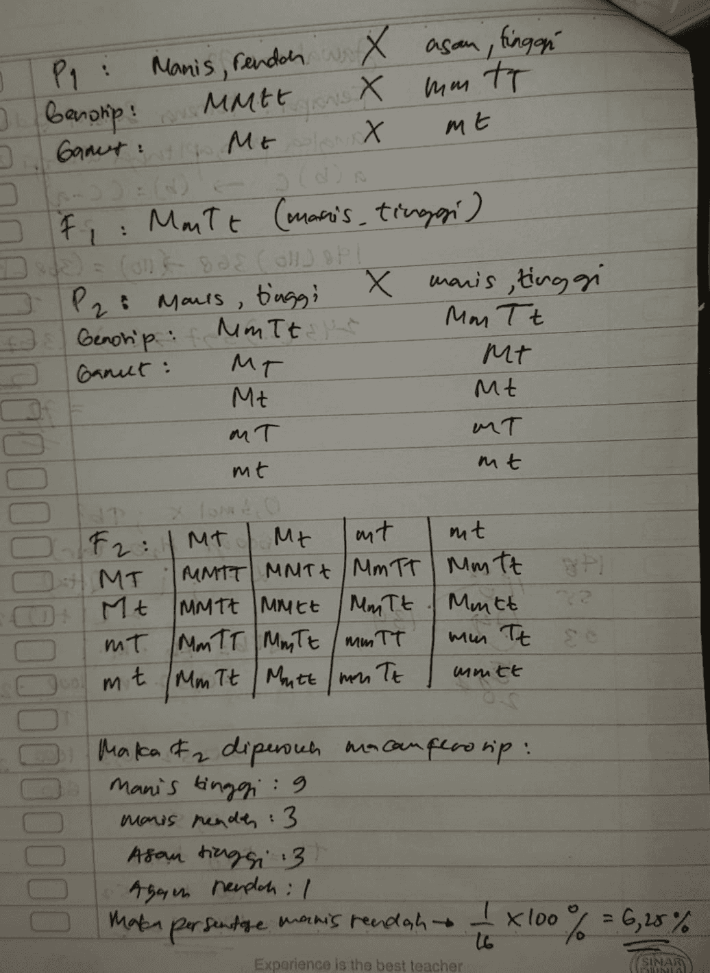 mm to mt Pi 3 : x asan, tingan Manis, rendah w X " 3 benship MMAT Ganut: X Did F : Matt Comaris, tinggi) ich Me Shox 3 P2 : Mauls, t'aggi . Genohip : Mm Tt Ganut : MT Mt on T x manis tinggi Man Tt Mt Mt MT mt mt F2: MT Me unt mt MT MMIT MNT Mm IT Mm tt Mt IMMIE IMMEt Mm Tt Mutt MT. MmTT MMTE /mm TT mm Tt so M m. t Mm Tt Mutt men Tt mmitt Maka & diperouh macanferosip: manis tinggi : 9 manis nenda :3 Asan tinggi 3 Agan neuplah : 7 Maka persentge manis reedah *100% = 6,18 % % (SINA 00 Experience is the best teacher 