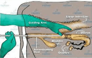 Large Intestine Guiding Arm Uterus Bladder loseminating Rod Ovarios 
The Story of Dolly Scottish Blackface Finn-Dorset (Egg Donor) (Nuclear Donor) Remove a donor Egg Cell Remove cells from a sheep udder Mammary Cell Remove the nucleous from the ego Enucleation Select a single cell Combine Cells using an electric shock. Blastocyst The combined cell begins to divide normally to become a blastocyst. The combined cell now has a single nucleous from the nuclear donor The blastocyst is placed in the uterus of a Surrogate Ewe The blastocyst develops into a fetus and in about five months a lambis born Dolly 