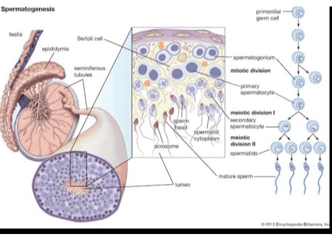 Spermatogenesis primordial gorm cell tostis Sertoli coll opididymis seminiferous tubules spermatogonlum mitotic division -primary spermatocyto meiotic division 1 sporm secondary hend spermatocyto spermatid cytoplasm meiotic acrosomo division 11 spermatids mature sperm lumen 2013 Boyclopaedia Brito, 