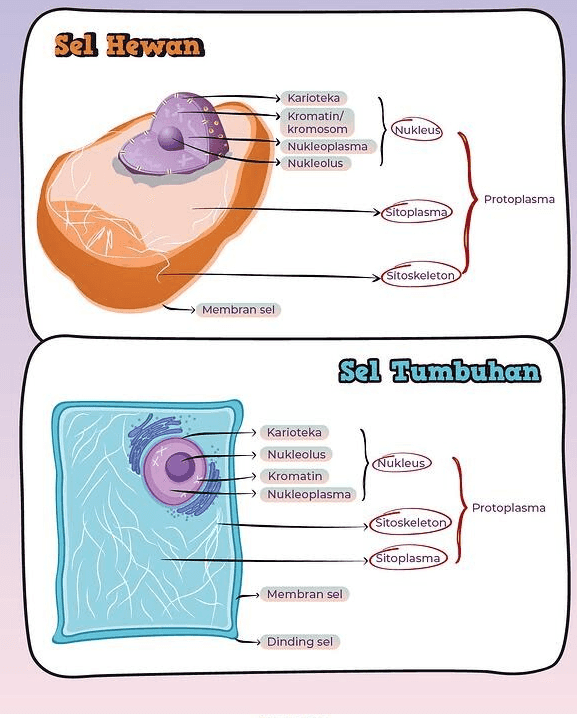 Sel Hewan Karioteka Kromatin/ kromosom Nukleoplasma Nukleolus Nukleus Protoplasma Sitoplasma Sitoskeleton Membran sel Sel Tumbuhan Karioteka Nukleolus Kromatin Nukleoplasma Nukleus Protoplasma Sitoskeleton Sitoplasma Membran sel Dinding sel 