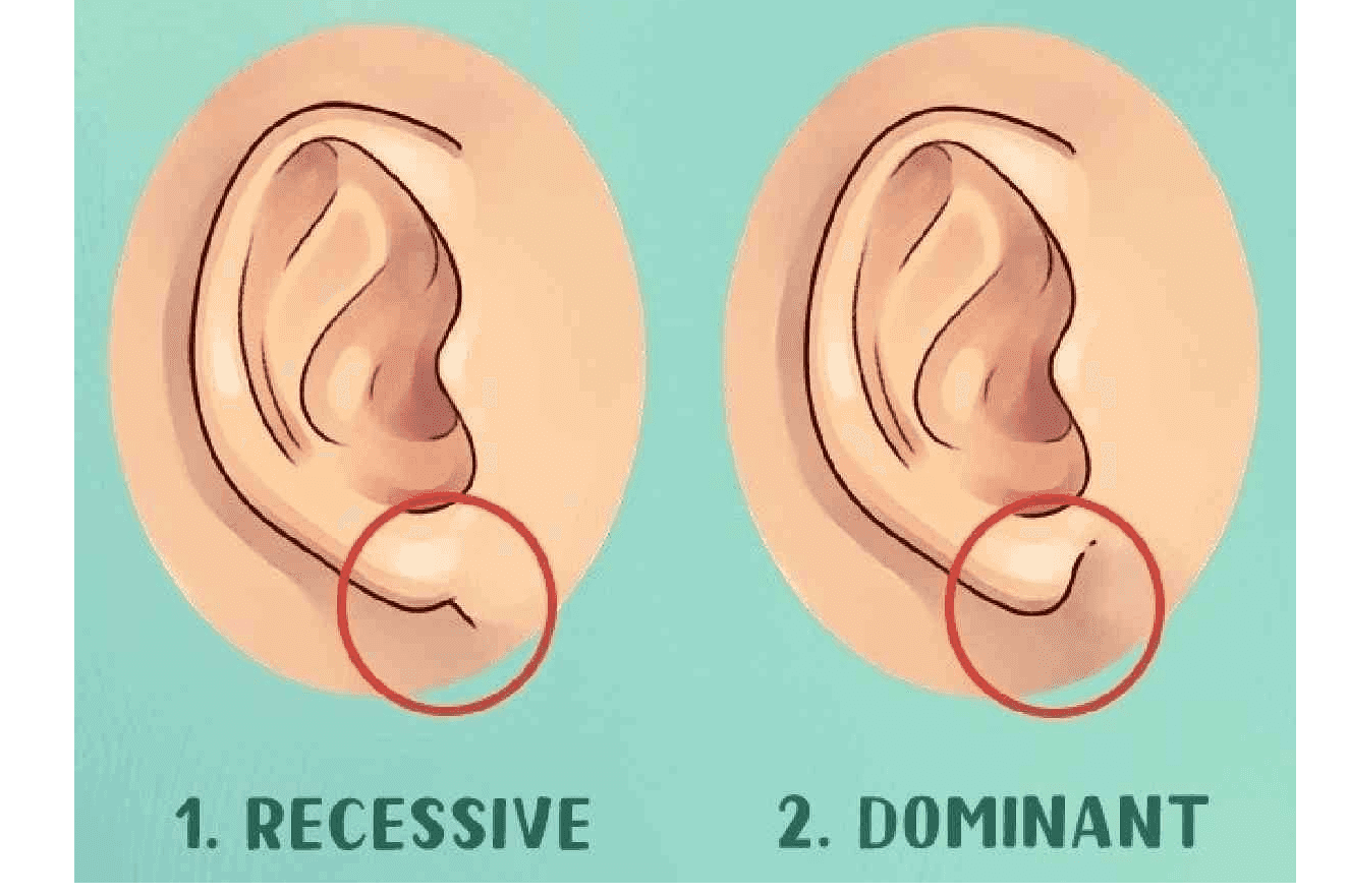 1. RECESSIVE 2. DOMINANT 