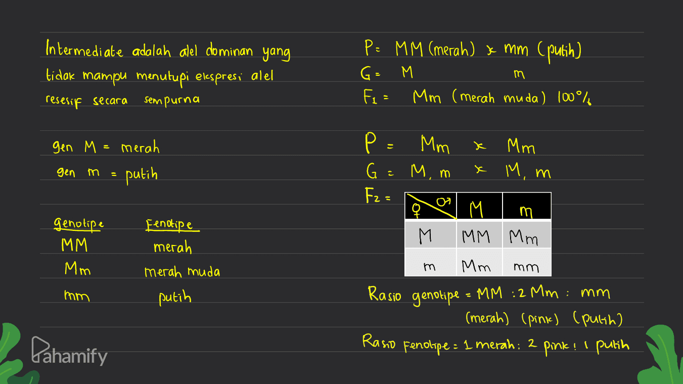 Intermediate adalah alel dominan yang tidak mampu menutupi elespresi alel resesif secara sempurna P: MM (merah) x mm (putih) G= M Fe = Mm (merah muda) 100% m gen M merah putih Tao gen m 로 M, m = 01 genotipe MM Mm Fenotipe merah merah muda putih P = Mm Mm G M, m Fz= M M m M ММ Мm Mm Rasio genotipe = MM :2 Mm : mm (merah) (pink) (putih) Rasio Fenolipe= 1 merah: 2 pink! I putih m mm mm Pahamify 