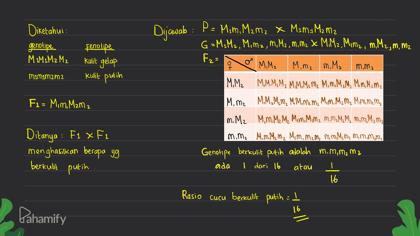 Diketahui : genotipe M2M2M2 M2 Fenotipe kulit gelap kulit putih m.m. mimim2m2 Fi= Mm. Mzmz Dijawab P = Mim, Mzm, x Mama M2 m2 G=M3Mz, M, M2, M.M2, M, M2 x M.M2, Mimz, m. Mz, m, mz Fz= M, M2 M. m₂ m. M₂ M.Mz M.M.M2 M2 MM, M2 M2 M, M. MzM, M. m, Meme M. Mz M.M.MM, MM, mem, Mim. Meme Mimimme M. Mz MiM, MzM2 Mim, Mmz m,MM, M, m, n, M, ma m.mz M.m. Mama Mim mzm, mm. Mam mimimmal Genotipe berkulit putih adalah mim, ma mz ada dari 16 atau 16 Rasio cucu berkulit putih :) 2 Ditanya : F1 x F1 menghasilkan berapa yg berkulit putih . Pahamify -1011 