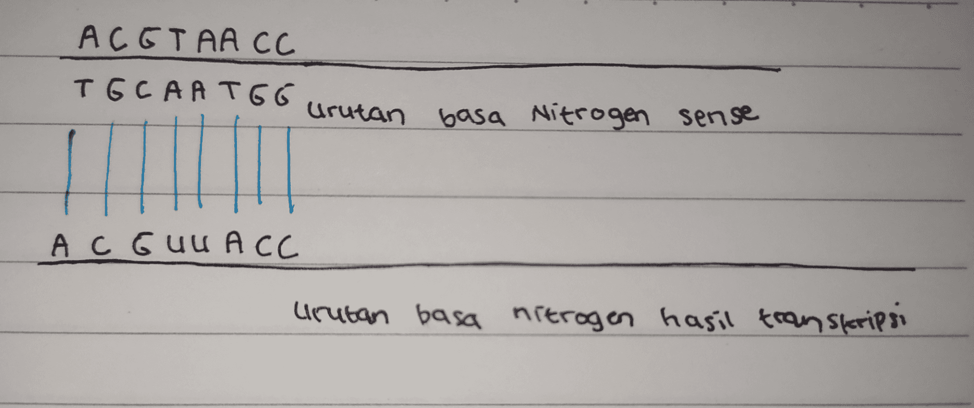 ACGTAA CC TGCARTGG urutan basa nitrogen sense A C GUM ACC cirutan basa nitrogen hasil transkripsi 