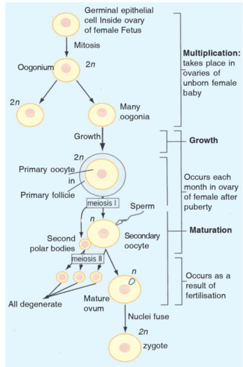 Germinal epithelial cell Inside ovary of female Fetus Mitosis Oogonium 2n Multiplication: takes place in ovaries of unborn female baby 2n Many oogonia Growth Growth 2n Primary oocyte in Primary follicie Occurs each month in ovary of female after puberty meiosis Sperm Maturation Second polar bodies meiosis II Secondary oocyte Occurs as a result of fertilisation All degenerate Mature ovum Nuclei fuse 2n zygote 