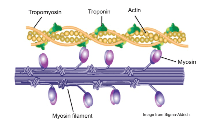Tropomyosin Troponin Actin Sooor oooo Myosin Myosin filament Image from Sigma-Aldrich 
Myosin head (high-energy configuration) ADP P Myosin head attaches to the actin myofilament, forming a cross bridge. Thin filament ADP ADP Thick filament ATP hydrolysis P As ATP is split into ADP and P, the myosin head is energized (cocked into the high-energy conformation). Inorganic phosphate (P) generated in the previous contraction cycle is released, initiating the power (working) stroke. The myosin head pivots and bends as it pulls on the actin filament, sliding it toward the Milne. Then ADP is released. ATP . 스 ATP Myosin head (low-energy configuration) As new ATP attaches to the myosin head, the link between myosin and actin weakens, and the cross bridge detaches. 
