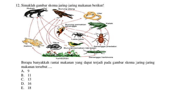 12. Simaklah gambar skema jaring-jaring makanan berikut! Rubah Burung lang Katak Burung pemakan serangga Laba-labe Tikus Kelinci Serangga predator Burung pemakan bibuan Tumbuhan Serangga herbivora Berapa banyakkah rantai makanan yang dapat terjadi pada gambar skema jaring-jaring makanan tersebut.... A. 9 B. 11 c. 13 D. 16 E. 18 