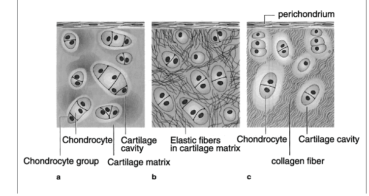 perichondrium Chondrocyte Cartilage Elastic fibers Chondrocyte Cartilage cavity cavity in cartilage matrix Chondrocyte group Cartilage matrix collagen fiber a b a с 
(a) (b) (c) Hyaline cartilage Fibrocartilage Elastic cartilage Clearer looking ground substance Densely layered collagen fibers More flattened and visible elastic fibers in matrix organized cell rows 
