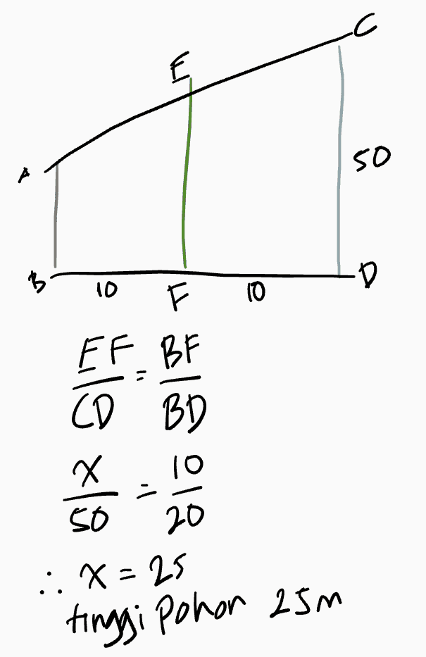 so B D 10 ㅠ T Q) EF BF CD BD X - 50 20 :: X=25 tinggi pohon 25m 