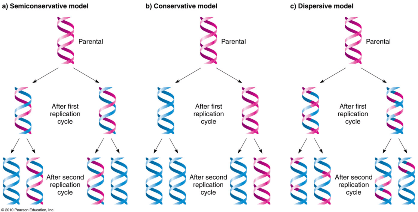 a) Semiconservative model b) Conservative model c) Dispersive model Parental Parental Do Parental 01 W Wi- aaaa WO W Š W W w © 2010 Pearson Education, Inc. 