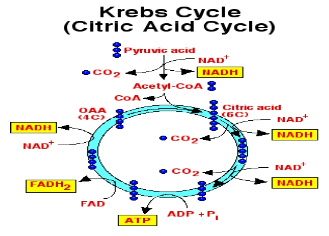 . Siklus Krebs Tempat : matrik mitokondria Reaksi : 2 Asetil KOA 2FADH + 2ATP 4CO2 + 6NADH + 
Krebs Cycle (Citric Acid Cycle) Pyruvic acid NAD+ CO2 + NADH Acetyl-CoA ? COA OAA Citric acid (4C) (60) NAD+ CO2 NADH NADH NAD CO2 NAD+ NADH FADH2 FAD ADP + Pi ATP 