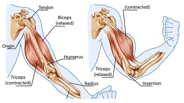 Tendon (contracted) Biceps (relaxed) T7 Origin Humerus Triceps (relaxed) Triceps (contracted) Radius Insertion 