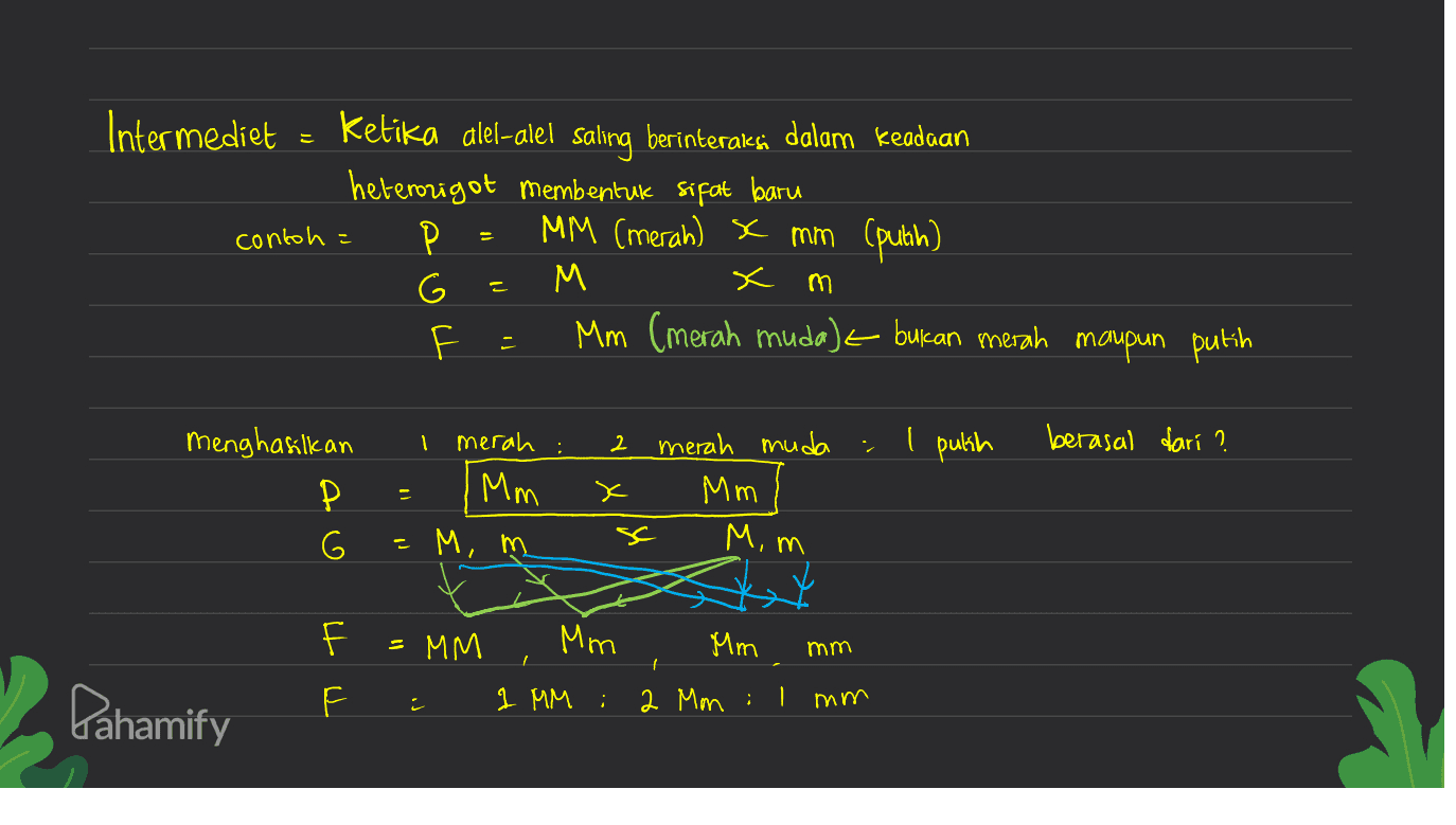 Intermediet Ketika alel-alel saling berinteraksi dalam keadaan heterozigot membentuk sifat baru contoh = MM (merah) x mm (putih) M Mm (merah muda)= bukan merah maupun putih x m 2 I putih berasal dari ? menghasilkan Р merah : Mm merah muda Mm x х M, m м. ss C Mim = MM Mm Mm mm I ㅂ ㅂ 1 1 MM : Pahamify 2 Mon : mm 