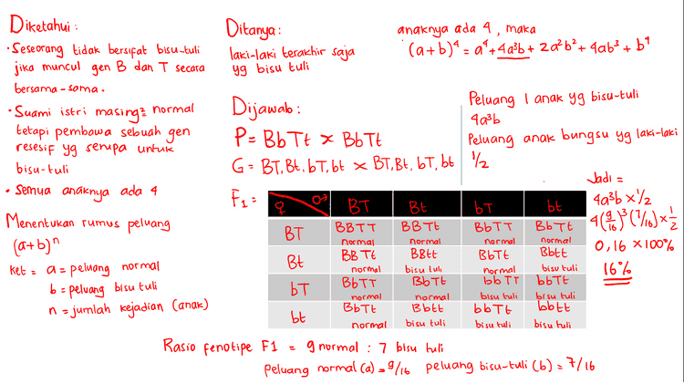 Ditanya : Seorang saja yang bisu-tuli anaknya ada 4, maka (a+b)' = a +4a²b + 2a? b’+4ab} + 69 - + + Diketahui : • Seseorang tidak bersifat bisu -tuli jika muncul gen B dan T secara bersama-sama. Suami istri normal masing? tetapi pembawa sebuah gen resesif yg serupa untuk bisu-tuli Semua anaknya ada 4 Peluang 1 anak yg bisu-tuli dari 4 anak 4a3b - 4x(*%)3 x ('76) = 6,311 X 100% : 31.1% Dijawab : P = Bb Tt x Bb Tt G = BT. Bt. 67, bt x BT, Bt, bt, bt F = BT BE BB Tt BT BB TE Bett Bt bT BOTT Menentukan rumus peluang BBTT normal normal ket БЕ BbTt normal Bott bisu tuli Ъьте bisu tuli bbtt bisu tuli a= (a+b)" - peluang normal b = peluang bisu tuli n = jumlah kejadian (anak) normal ЪТ BbTT normal BbTt normal bb TT bisu tuli bbott bisu tuli bisu tuh BbTt normal B btt bisu tuli normal BbTt normal bt Rasio fenotipe F1 g normal : 7 bisu tuli peluang normal Ca) -9716 peluang bisu-tuli (6) - 7/16 
Diketahui : Ditanya : anaknya ada 4, maka • Seseorang tidak bersifat bisu-tuli Semua anak bisu-tuli (a+b)4 = a +4436 + 20%b?+4063 +64 jika muncul gen B dan T secara bersama-sama. Suami istri normal masing? Dijawab : Peluang semua anak bisu-tuli tetapi pembawa sebuah gen P = Bb Tt x Bb Tt b* = (716)*= 0,037 X100% '= resesif yg serupa untuk bisu-tuli G = BT, Bt. b T, bt x BT, Bt, bt, bt = 3,7% Semua anaknya ada 4 BT Bt ЪТ bt Menentukan rumus peluang BBTT BB Tt BT BbTT BbTt normal normal (a+b)" normal normal BB TE BBtt BbTt Bbtt Bt ket = a = peluang normal normal bisu lub normal bisu tuli BbTt BbTT bb TT bbtt bT normal normal bisu tuli bisu tuli BbTt B btt bbott bott bt normal bisu tuli bisu tuli bisu tuli Rasio fenotipe F1 g normal : 7 bisu tuli peluang normal (a) = 9/6 peluang bisu-tuli (b) = 7/16 F = 1 b = peluang bisu tuli n = jumlah kejadian (anak) 
Ditanya : peluang semua anaknya normal ? anaknya ada 4, maka (a+b)' = a +4a²b + 20%b²+ 4a63 +64 jika muncul Diketahui : • Seseorang tidak bersifat bisu-tuli gen B dan T secara bersama-sama. Suami istri normal masing? tetapi pembawa sebuah gen resesif yg senipa untuk bisu-tuli - Semua anaknya ada 4 Menentukan rumus peluang (a+b)" Ket : a = peluang normal a* = (3) * 65.536 а Dijawab: P = Bb Tt x Bb Tt Peluang semua anaknya normal dari 4 orang G = BT. Bt. 6 T, bt x BT, Bt. 67, bt - 9 6561X100% = 10,016 Fun BT Bt bt BB Tt BbTt BT BB TE Bott Bt BbTT BbTt bT BbTt bt BBTT normal normal normal BBEE bisu tuli normal bT BbTT normal BbTt normal bb TT bisu tuli bbott bisu tuli normal b = peluang bisu tuli n = jumlah kejadian (anak) normal Bbtt bisu tuli bisu tuli bbtt bisu tuli bott bisu tuli normal Rasio fenotipe F1 g normal : 7 bisu tuli peluang normal (a) = 9/16 peluang bisu-tuli (b) = 7/16 
Ditanya : laki-laki terakhir saja anaknya ada 4, maka (a+b)' = a +4a3b + 2a? b+4ab? + b* -a't + yg bisu tuli Diketahui : • Seseorang tidak bersifat bisu-tuli jika muncul gen B dan T secara bersama-sama. Suami istri normal masing? tetapi pembawa sebuah gen resesif yg serupa untuk bisu-tuli Semua anaknya ada 4 Menentukan rumus peluang (a+b)" a = peluang normal be n = jumlah kejadian (anak) Dijawab : Peluang i anak yg bisu-tuli 4a3b P = Bb Tt x BbTt Peluang anak bungsu yg laki-laki G = BT. Bt. 67, 6t x BT, Bt, 6T, bt 2 Jadi = Fq= BT 4a3b x2 BE ЪТ bt BT BBTT BB Tt BbTT Bb7+ 4()(%) << 0,16 X100% BBLE BB TE Bbtt Bt BbTt 16% BbTt BbTT bb TT bbtt bT BbTt Bbtt bbtt bbott bt normal normal normal normal keta normal bisu tuli normal bisu tuli peluang bisu tuli normal normal bisu tuli bisu tuli normal bisu tuli bisu tuli bisu tuli Rasio fenotipe F1 g normal : 7 bisu tuli peluang normal (a) = 9/16 peluang bisu-tuli (6) = 7/16 