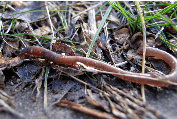 Leech anatomy European medicinal leech (Hirudo medicinalis) characteristic incision mouth parts jaws head sucker 7 centimetres head salivary cells ridge of teeth crop (blood- head salivary storage sucker ductules organ) salivary cells -intestine pharynx rectum anus posterior sucker 1999 Encyclopædia Britannica, ne, posterior sucker 
