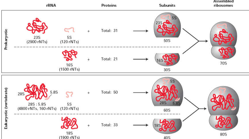 rRNA Proteins Subunits Assembled ribosomes 5S 23S Total: 31 Prokaryotic 235 (2900 rNTs) 5S (120 rNTs) 50S Total: 21 165 705 16S (1500 rNTs) 305 55 28S 5.85 + Total: 50 Eukaryotic (vertebrate) 28S : 5,8S 5S (4800 rNTs, 160 rNTs) (120 rNTs) 285 5.85 605 & + Total: 33 18S 185 (1900 rNTs) 80S 40S 