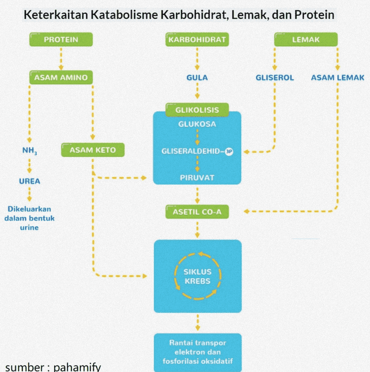 Input untuk biosintesis asam lemak : acetyl-CoA, yg dikarboksilasi menjadi malonyl-CoA. II H3C-C-SCOA acetyl-CoA O II COOC-CH2-C-SCoA malonyl-CoA Input energi: ATP. CO, dilepaskan selama pertumbuhan asam lemak. 
Keterkaitan Katabolisme Karbohidrat, Lemak, dan Protein PROTEIN KARBOHIDRAT LEMAK ASAM AMINO GULA GLISEROL ASAM LEMAK GLIKOLISIS 1 GLUKOSA 1 NH ASAM KETO GLISERALDEHID-3P PIRUVAT UREA ASETIL CO-A Dikeluarkan dalam bentuk urine SIKLUS KREBS Rantai transpor elektron dan fosforilasi oksidatif sumber : pahamify 