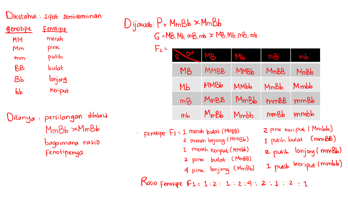 Dijawab: P: MmBb xMmBb Diketahui : Sifat semidominan genotipe Fenotipe MM merah Mm pink putih BB bulat Bb lonjong bb Keriput G -MB. Mb, mBimb X MB,Mb, mß, mb Fas MB Mb mm mB mb MB Mb MMBB MMBb MmBB MmBb MMBG MMbb MmBb Mmbb MMBB MmBb mmBB mmbb Mm Bb Mmbb mmbb mmbb & mp mb : Ditanya : persilangan dibuloria Mm Bb xx m Bb bagaimana rasio fenotipenya Fenotipe F1 = 1 merah bulat (MMBB) 2 pink Keriput ( Mmbl) 2 merah lorjong (MM136) 1 putih bulat cmmBB) 1 therah keriput (Mmbb) z putih lonjong ( mmBb) 2 pink bulat (MMBB) 4 pink lonjong (Mm Bb) 1 putih keriput (mmbb) ) Rasio Fenotipe F1:1:2 : 1:2:9;2:4:2 1 : 1 