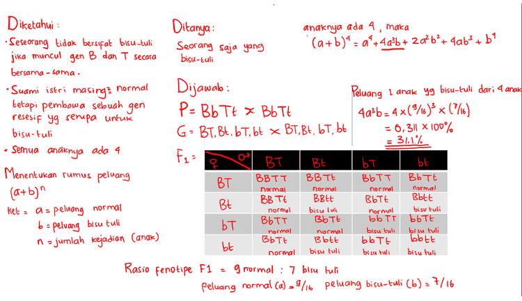 Ditanya : Seorang saja yang bisu-tuli anaknya ada 4, maka (a+b)' = a +4a²b + 2a? b’+4ab} + 69 - + + Diketahui : • Seseorang tidak bersifat bisu -tuli jika muncul gen B dan T secara bersama-sama. Suami istri normal masing? tetapi pembawa sebuah gen resesif yg serupa untuk bisu-tuli Semua anaknya ada 4 Peluang 1 anak yg bisu-tuli dari 4 anak 4a3b - 4x(*%)3 x ('76) = 6,311 X 100% : 31.1% Dijawab : P = Bb Tt x Bb Tt G = BT. Bt. 67, bt x BT, Bt, bt, bt F = BT BE BB Tt BT BB TE Bett Bt bT BOTT Menentukan rumus peluang BBTT normal normal ket БЕ BbTt normal Bott bisu tuli Ъьте bisu tuli bbtt bisu tuli a= (a+b)" - peluang normal b = peluang bisu tuli n = jumlah kejadian (anak) normal ЪТ BbTT normal BbTt normal bb TT bisu tuli bbott bisu tuli bisu tuh BbTt normal B btt bisu tuli normal BbTt normal bt Rasio fenotipe F1 g normal : 7 bisu tuli peluang normal Ca) -9716 peluang bisu-tuli (6) - 7/16 
Diketahui : Ditanya : anaknya ada 4, maka • Seseorang tidak bersifat bisu-tuli Semua anak bisu-tuli (a+b)4 = a +4436 + 20%b?+4063 +64 jika muncul gen B dan T secara bersama-sama. Suami istri normal masing? Dijawab : Peluang semua anak bisu-tuli tetapi pembawa sebuah gen P = Bb Tt x Bb Tt b* = (716)*= 0,037 X100% '= resesif yg serupa untuk bisu-tuli G = BT, Bt. b T, bt x BT, Bt, bt, bt = 3,7% Semua anaknya ada 4 BT Bt ЪТ bt Menentukan rumus peluang BBTT BB Tt BT BbTT BbTt normal normal (a+b)" normal normal BB TE BBtt BbTt Bbtt Bt ket = a = peluang normal normal bisu lub normal bisu tuli BbTt BbTT bb TT bbtt bT normal normal bisu tuli bisu tuli BbTt B btt bbott bott bt normal bisu tuli bisu tuli bisu tuli Rasio fenotipe F1 g normal : 7 bisu tuli peluang normal (a) = 9/6 peluang bisu-tuli (b) = 7/16 F = 1 b = peluang bisu tuli n = jumlah kejadian (anak) 
Ditanya : peluang semua anaknya normal ? anaknya ada 4, maka (a+b)' = a +4a²b + 20%b²+ 4a63 +64 jika muncul Diketahui : • Seseorang tidak bersifat bisu-tuli gen B dan T secara bersama-sama. Suami istri normal masing? tetapi pembawa sebuah gen resesif yg senipa untuk bisu-tuli - Semua anaknya ada 4 Menentukan rumus peluang (a+b)" Ket : a = peluang normal a* = (3) * 65.536 а Dijawab: P = Bb Tt x Bb Tt Peluang semua anaknya normal dari 4 orang G = BT. Bt. 6 T, bt x BT, Bt. 67, bt - 9 6561X100% = 10,016 Fun BT Bt bt BB Tt BbTt BT BB TE Bott Bt BbTT BbTt bT BbTt bt BBTT normal normal normal BBEE bisu tuli normal bT BbTT normal BbTt normal bb TT bisu tuli bbott bisu tuli normal b = peluang bisu tuli n = jumlah kejadian (anak) normal Bbtt bisu tuli bisu tuli bbtt bisu tuli bott bisu tuli normal Rasio fenotipe F1 g normal : 7 bisu tuli peluang normal (a) = 9/16 peluang bisu-tuli (b) = 7/16 
Ditanya : laki-laki terakhir saja anaknya ada 4, maka (a+b)' = a +4a3b + 2a? b+4ab? + b* -a't + yg bisu tuli Diketahui : • Seseorang tidak bersifat bisu-tuli jika muncul gen B dan T secara bersama-sama. Suami istri normal masing? tetapi pembawa sebuah gen resesif yg serupa untuk bisu-tuli Semua anaknya ada 4 Menentukan rumus peluang (a+b)" a = peluang normal be n = jumlah kejadian (anak) Dijawab : Peluang i anak yg bisu-tuli 4a3b P = Bb Tt x BbTt Peluang anak bungsu yg laki-laki G = BT. Bt. 67, 6t x BT, Bt, 6T, bt 2 Jadi = Fq= BT 4a3b x2 BE ЪТ bt BT BBTT BB Tt BbTT Bb7+ 4()(%) << 0,16 X100% BBLE BB TE Bbtt Bt BbTt 16% BbTt BbTT bb TT bbtt bT BbTt Bbtt bbtt bbott bt normal normal normal normal keta normal bisu tuli normal bisu tuli peluang bisu tuli normal normal bisu tuli bisu tuli normal bisu tuli bisu tuli bisu tuli Rasio fenotipe F1 g normal : 7 bisu tuli peluang normal (a) = 9/16 peluang bisu-tuli (6) = 7/16 