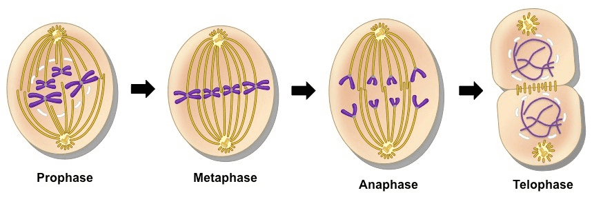 20 EssasDS Tolt000014 > Prophase Metaphase Anaphase Telophase 