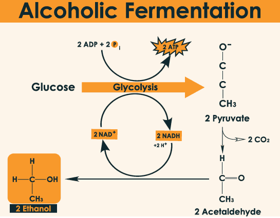 Alcoholic Fermentation 2 ADP + 2 2 ATP с Glucose Glycolysis CH3 2 Pyruvate 2 NAD 2 NADH +2H+ D2 CO2 H H H-C-OH CH3 2 Ethanol CHз 2 Acetaldehyde 