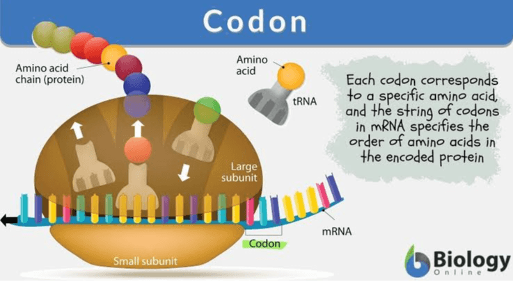 Codon Amino acid chain (protein) Amino acid TRNA Each codon corresponds to a specific amino acid, and the string of codons in mRNA specifies the order of amino acids in the encoded protein Large subunit 1 mRNA Codon Small subunit Biology Online 